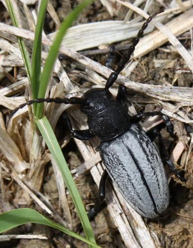 Réf. 203 683 : Iberodorcadion fuliginator
